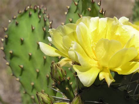 Yellow cactus - 